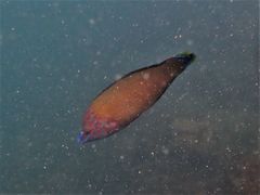 Halichoeres leucurus