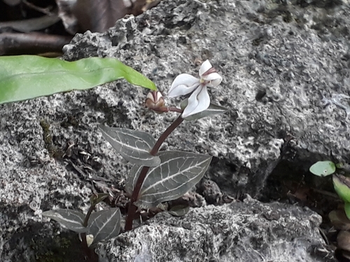 Image of Disperis tripetaloides by (c) Ben Dymond, some rights reserved (CC BY)