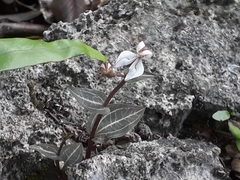 Disperis tripetaloides image