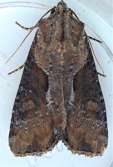 Lateroligia ophiogramma