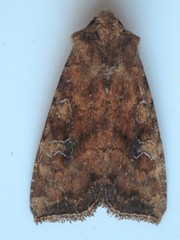 Loscopia velata