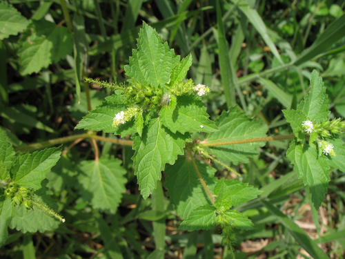 Croton hirtus image