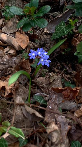 Scilla sardensis