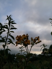 Electranthera mutica