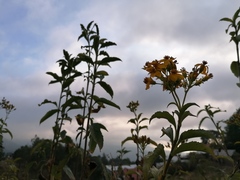 Electranthera mutica