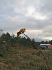 Electranthera mutica