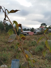 Electranthera mutica