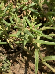 Delosperma mahonii