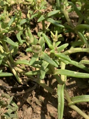 Delosperma mahonii