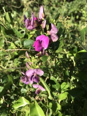 Dipogon lignosus