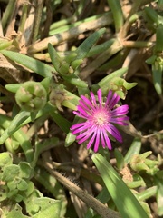 Delosperma mahonii