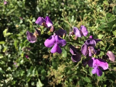 Dipogon lignosus
