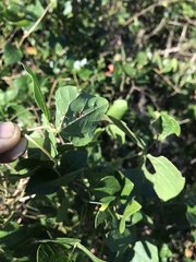 Dipogon lignosus