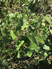 Dipogon lignosus
