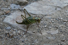 Barbitistes constrictus