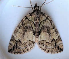 Hydriomena transfigurata