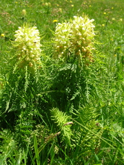 Pedicularis foliosa