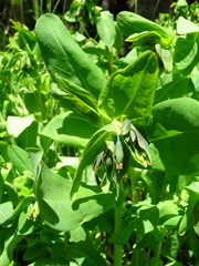 Cerinthe glabra