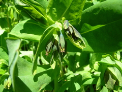 Cerinthe glabra