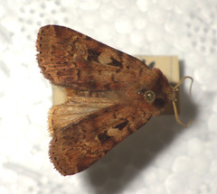Diarsia mendica