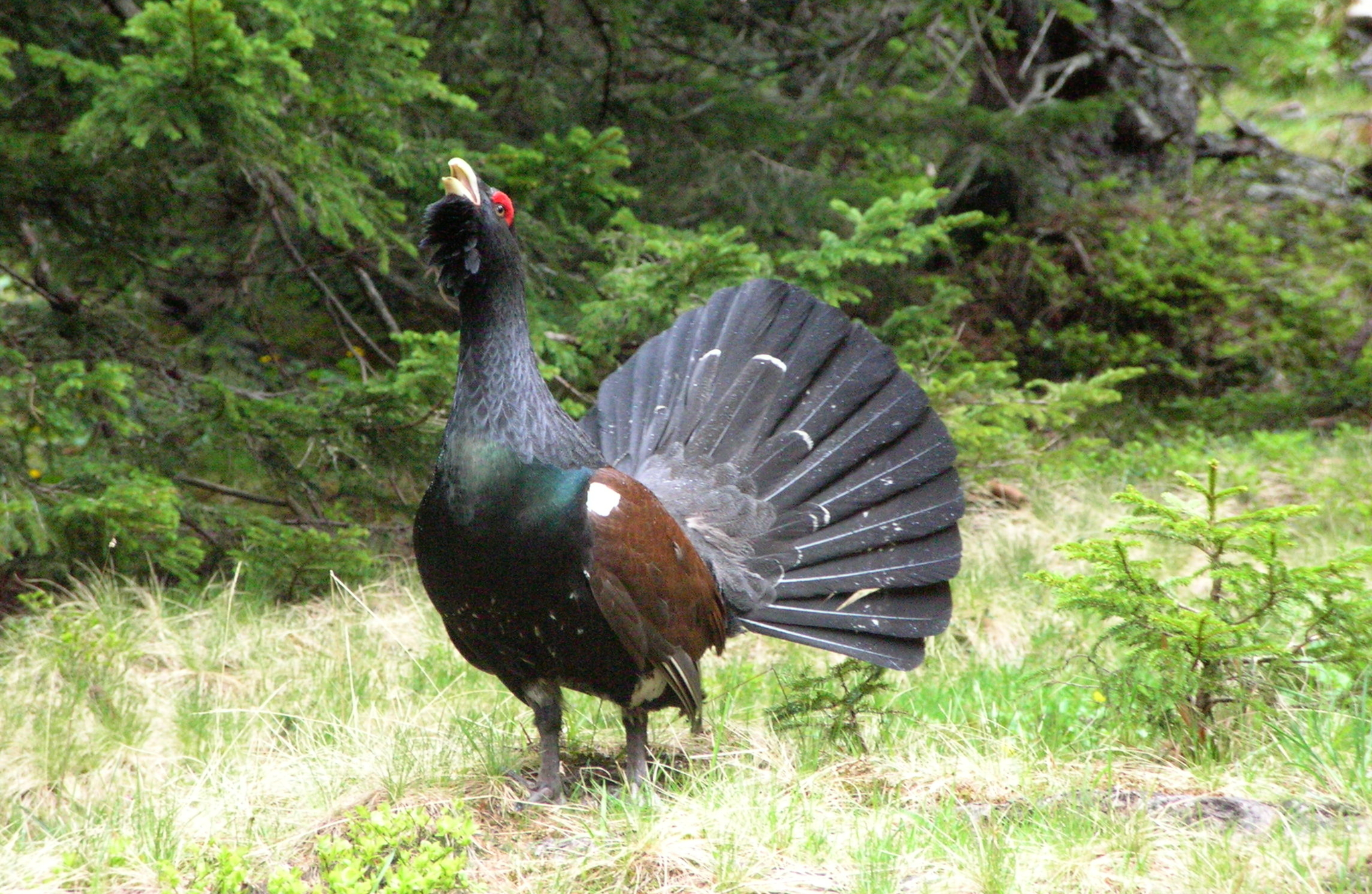 Western Capercaillie