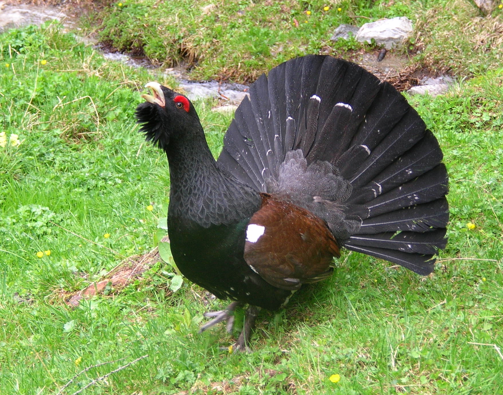 Western Capercaillie
