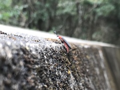 Pyrocoelia sanguiniventer