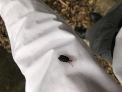 Pyrocoelia sanguiniventer