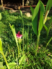 Curcuma
