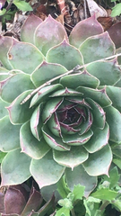 Sempervivum tectorum
