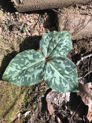 Trillium cuneatum