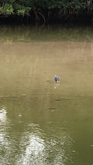 Egretta tricolor image