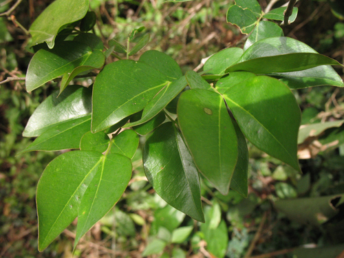 Cryptosepalum image