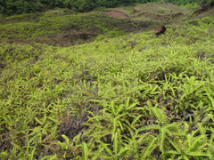 Dicranopteris