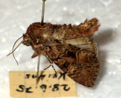 Mniotype adusta
