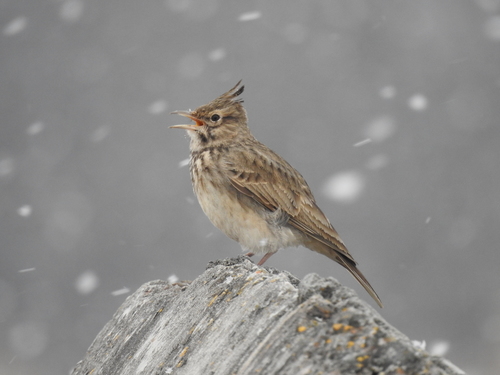 Crested Lark