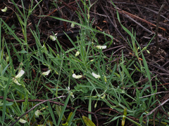 Lathyrus angulatus