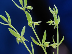Image of Lysimachia linum-stellatum