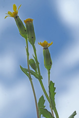 Senecio teneriffae
