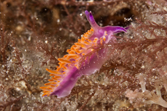 Flabellina