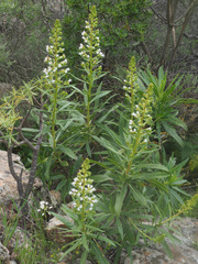 Echium onosmifolium