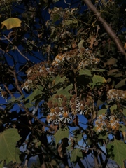 Podachaenium eminens