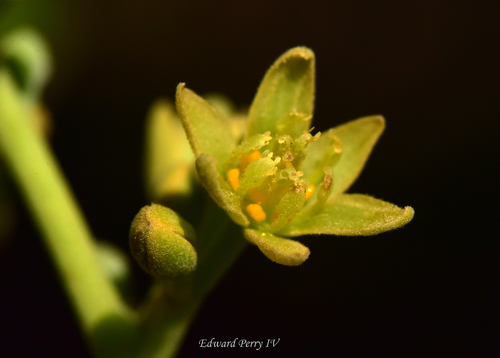 Persea americana