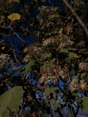 Podachaenium eminens