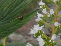 Echium onosmifolium