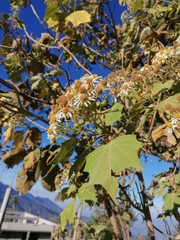 Podachaenium eminens