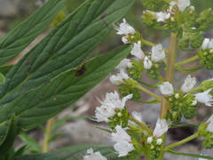 Echium onosmifolium