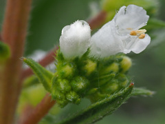 Echium onosmifolium