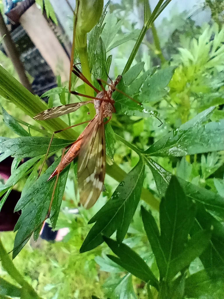 Tipula glaphyroptera