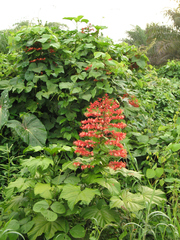 Clerodendrum paniculatum image